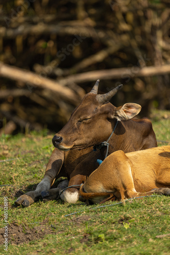 Bali Cattle Family Resting on Grass