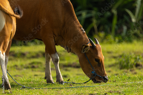 Bali Cattle Family Resting on Grass