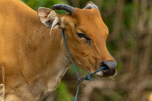 Bali Cattle Family Resting on Grass
