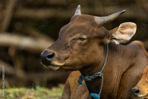Bali Cattle Family Resting on Grass