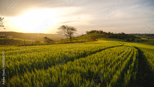 field of wheat