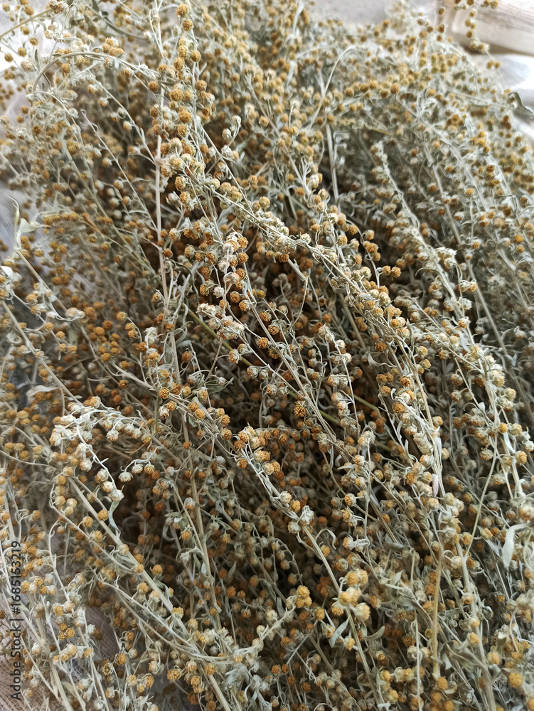 Obraz premium Dried inflorescences of the medicinal herb wormwood, herbal collection