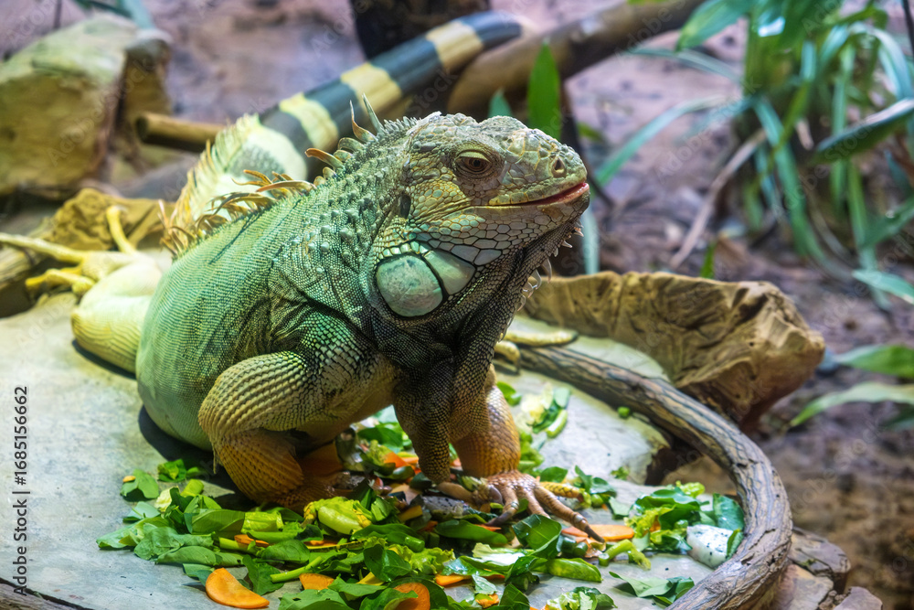 Fototapeta premium Green iguana resting and feeding on vegetables inside an enclosure at safari park on Phu Quoc island, Vietnam. Biodiversity and wildlife observation. Tropical conservation and sustainable tourism