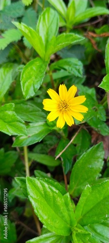 single bright yellow flower in green foliage