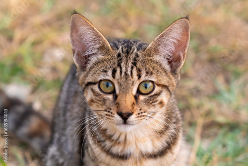 Wallpaper Mural Portrait of a charming tabby kitten Torontodigital.ca