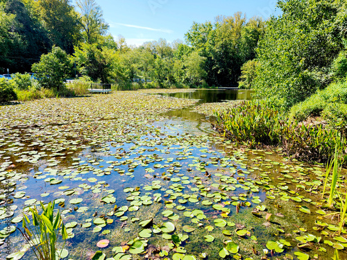 Walney Pond, Chantilly, Fairfax County, Virginia, USA