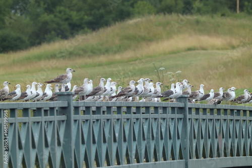 Obraz na plátně flock of seagulls