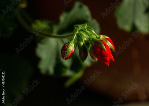 Red flower button highlighted