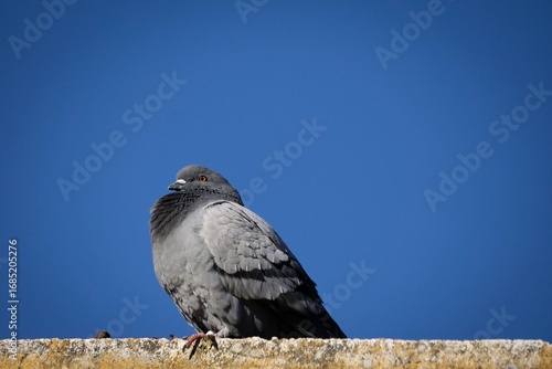 Gray pigeon against the blue sky