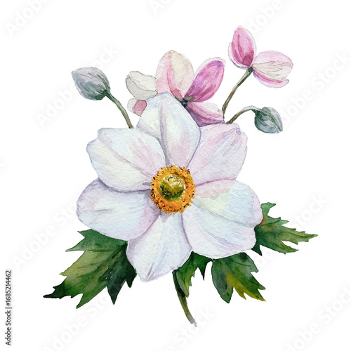 Anemone on a white background