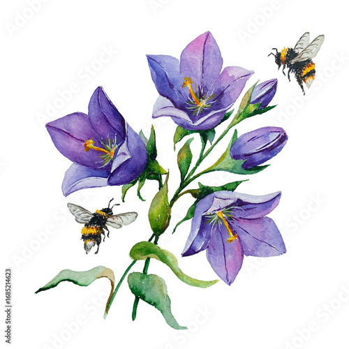 Bluebells on a transparent background