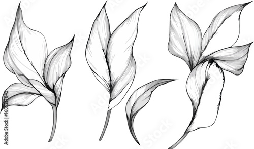 Delicate hand drawn botanical illustration of three tea leaves on white background