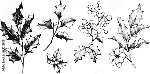 Elegant hand drawn vintage botanical illustration of holly branches with berries on white background