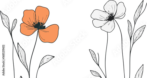 Delicate hand drawn floral illustration featuring a vibrant orange poppy and a sketched white bloom