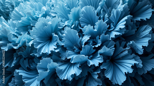 large, ruffles abound