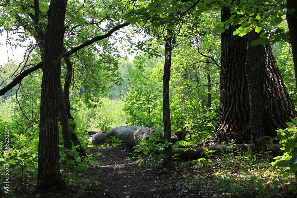 Fototapeta premium thick fallen tree trunk, log lying in shade on boreal forest floor, rich greenery, sunshine (summer, sunny, green)