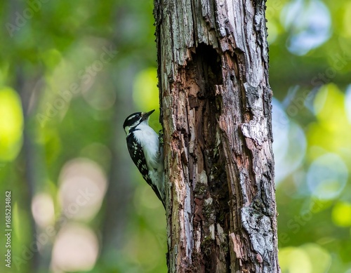 Woodpecker on tree trunk (1)