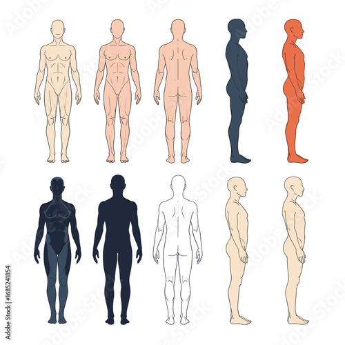 Diverse human body silhouettes representing various complexions and poses for anatomical study and design