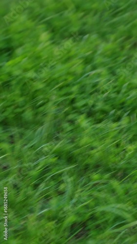 King Charles Spaniel dog runs fast across meadow. Small pet participates in competitive race. Running dog concept