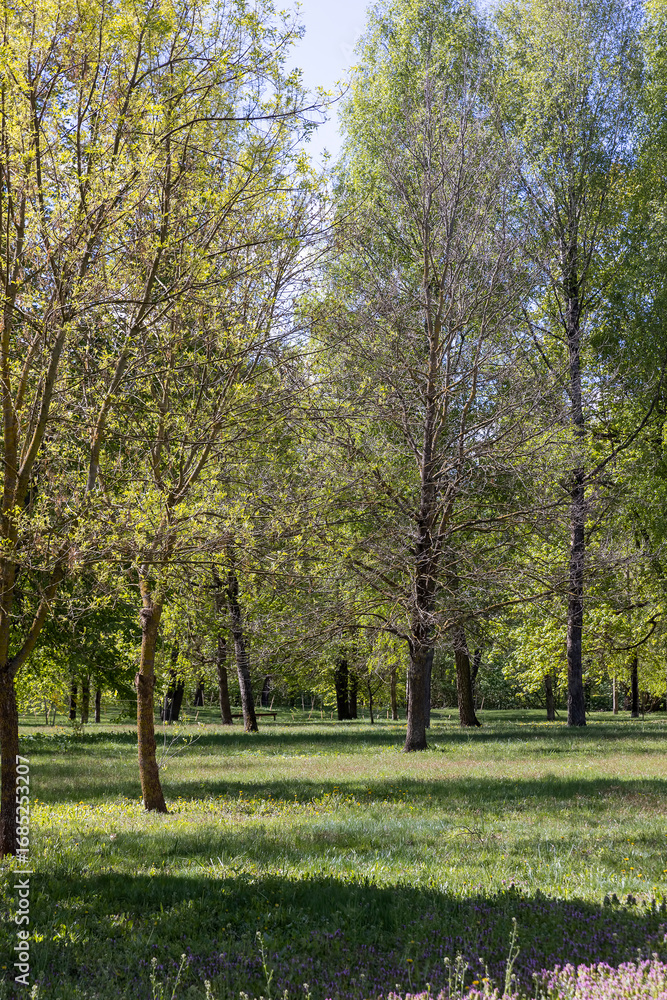 Naklejka premium deciduous trees in the spring season in the park, a large number of different types of trees with green foliage in early spring