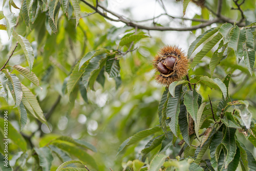 Wallpaper Mural 栗の実り Torontodigital.ca