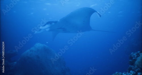 A graceful manta ray swims in deep blue ocean waters, exploring the underwater ecosystem. Surrounding rocks and marine life hint at the vibrant biodiversity of the area.