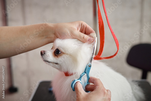 Canvas Print Hands grooming small dog with scissors, holding dogs head gently while trimming