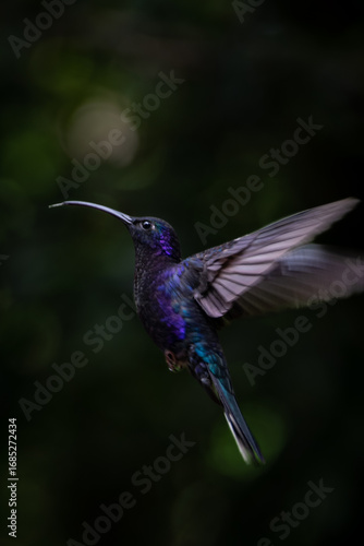 Violet Sabrewing Hummingbird in Costa Rica Tropical Forest