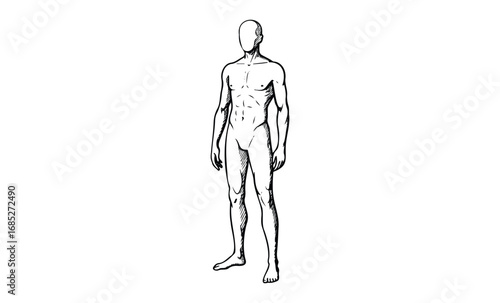 Male human anatomy drawing: full-body, muscular structure, artistic illustration, black and white. Vector retro hand drawn illustration