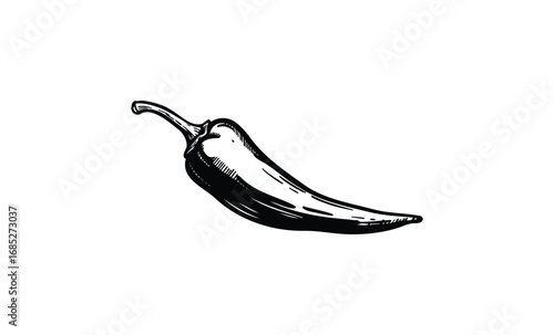 Vintage black and white illustration of a chili pepper. Vector retro hand drawn illustration