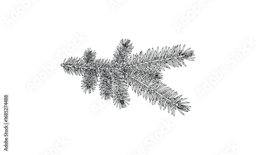 Detailed black and white illustration of a pine tree branch with needles. Vector retro hand drawn illustration