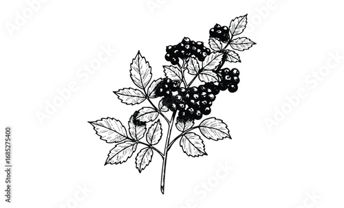Detailed black and white illustration of elderberry plant with leaves and berries. Vector retro hand drawn illustration