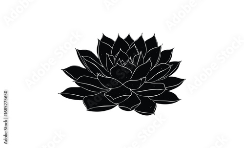 Black and white echeveria succulent illustration. Vector retro hand drawn illustration