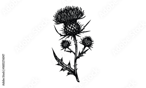 Detailed black and white thistle drawing with spiky leaves and buds. Vector retro hand drawn illustration