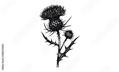 Detailed black and white sketch of thistle plant with prickly leaves and blooms. Vector retro hand drawn illustration