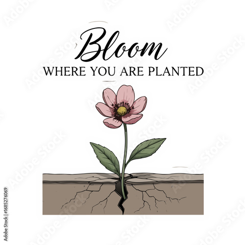 Inspirational art print featuring a delicate pink flower blooming through cracked earth, reminding us to bloom where we are planted and thrive despite adversity
