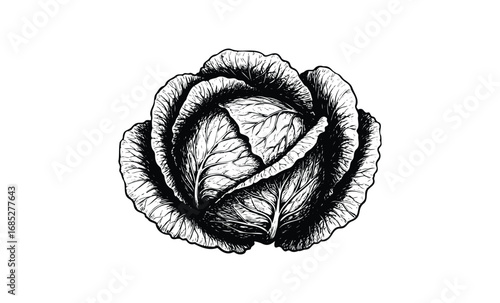 Intricate black and white illustration of a cabbage with detailed leaf patterns. Vector retro hand drawn illustration