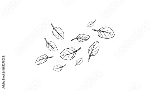 Hand-drawn spinach leaves on white background with detailed veins. Vector retro hand drawn illustration