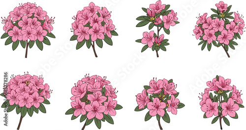 Pink azalea flowers botanical illustration, detailed floral cluster drawing, blooming garden plant artwork, spring blossom vector, decorative nature design for botanical, gardening, flora
