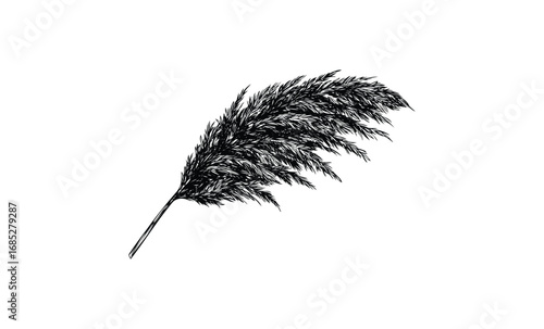 Elegant black and white pampas grass illustration. Vector retro hand drawn illustration