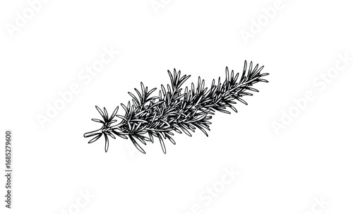 Hand-drawn black and white rosemary herb sprig illustration. Vector retro hand drawn illustration