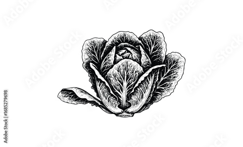 Detailed black and white vintage romaine lettuce illustration. Vector retro hand drawn illustration