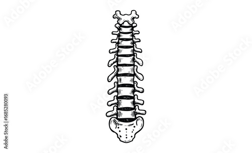 Detailed black and white illustration of a human spine. Vector retro hand drawn illustration