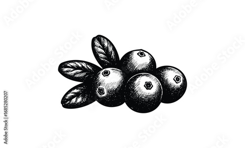 Vintage hand-drawn cranberry cluster with leaves in black and white. Vector retro hand drawn illustration