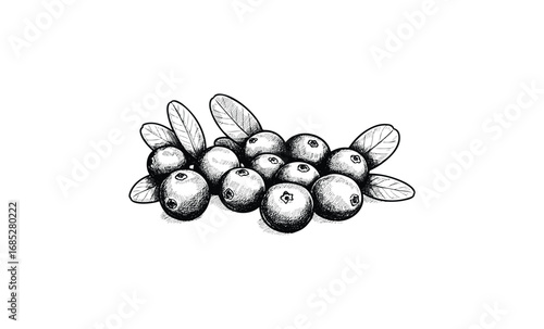 Detailed black and white sketch of blueberries with leaves. Vector retro hand drawn illustration
