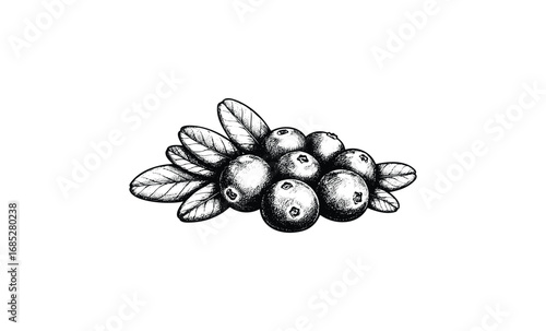 Hand-drawn black and white cranberries with leaves illustration. Vector retro hand drawn illustration
