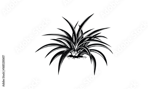 Black and white agave plant illustration with bold, spiky leaves. Vector retro hand drawn illustration