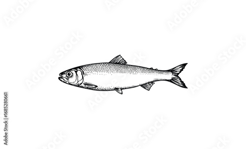 Intricate black and white herring fish illustration on plain background. Vector retro hand drawn illustration