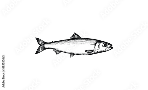 Detailed black and white illustration of a fish with scales and fins. Vector retro hand drawn illustration