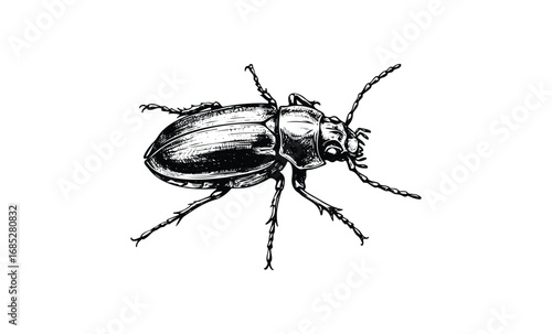 Detailed black and white illustration of a beetle with intricate patterns and textures. Vector retro hand drawn illustration